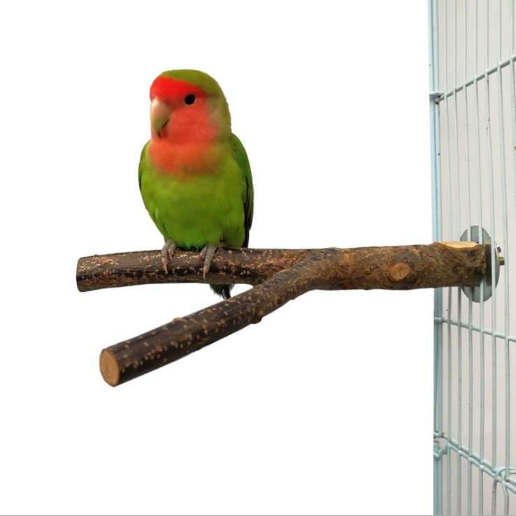 Bird Standing Frame Rattan Ring Chewing Toy Bird Cage - AMIR BAGS INDIA PRIVATE LIMITED