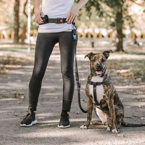 Waist Belt & Bungee Leash - AMIR BAGS INDIA PRIVATE LIMITED